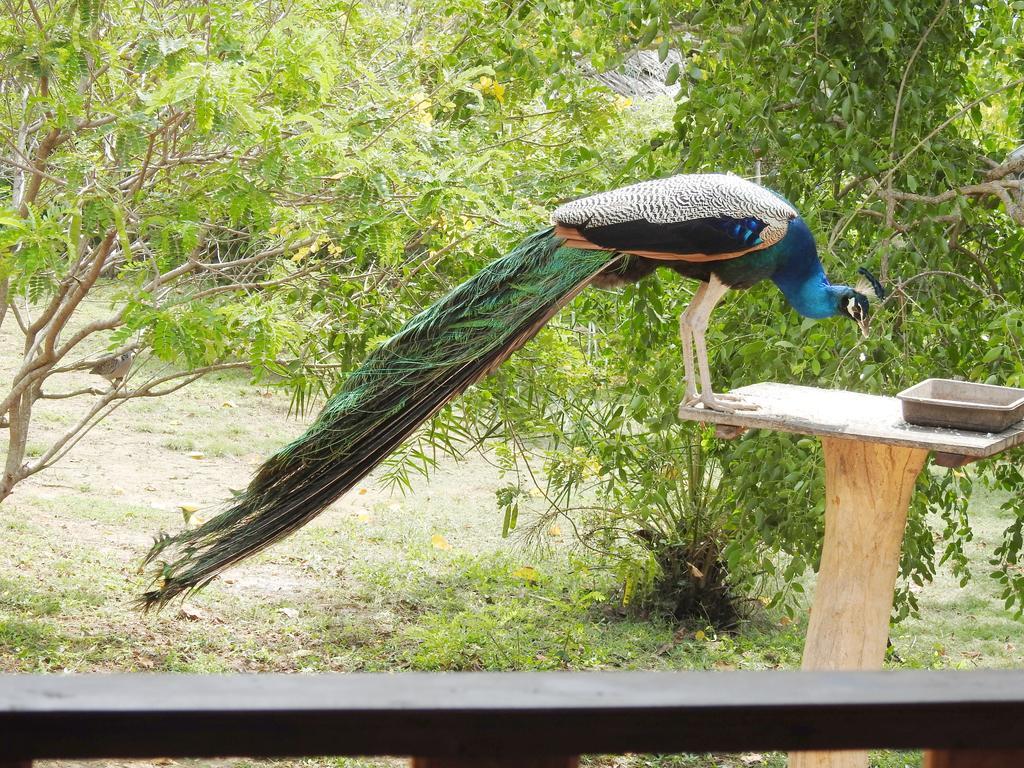 Eagles Nest Cabanas Tangalle Ngoại thất bức ảnh